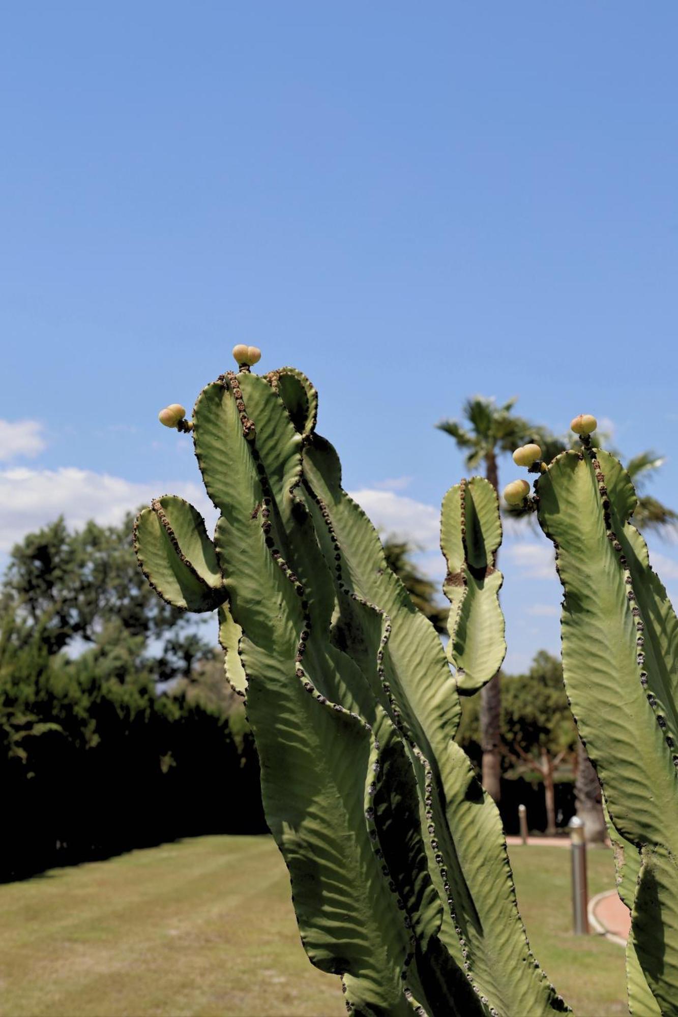 Cortijo Media Legua Resort 5*